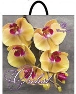 orchid-yellow-40-42-min.jpeg